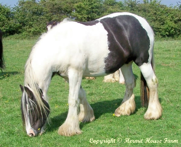 hermits lady elizabeth